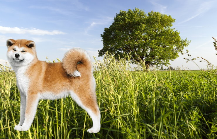 Managing Noise Sensitivity in Maltese Dogs: Training Tips and Strategies