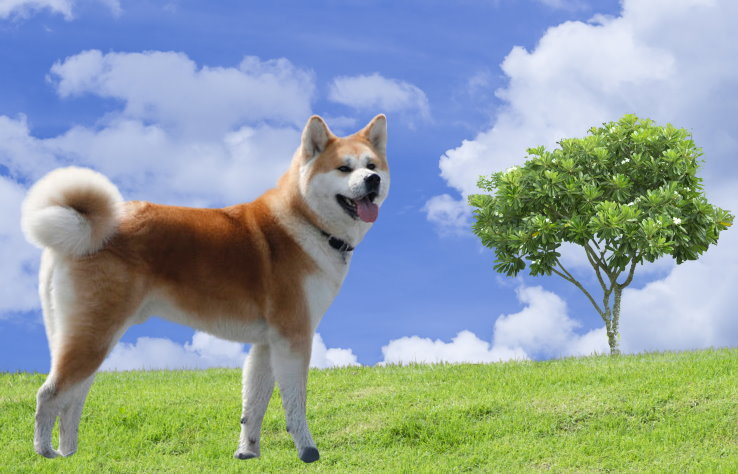 Training a Shiba Inu for Obedience: Commands and Techniques