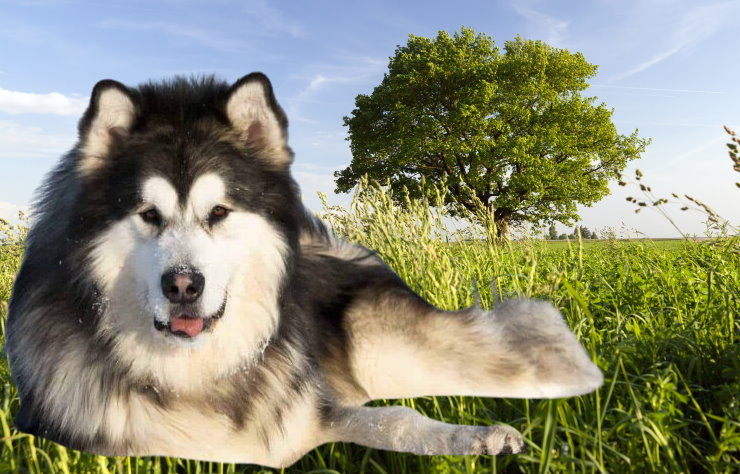 Saving Lives: The Impact of Alaskan Malamute Rescue Organizations