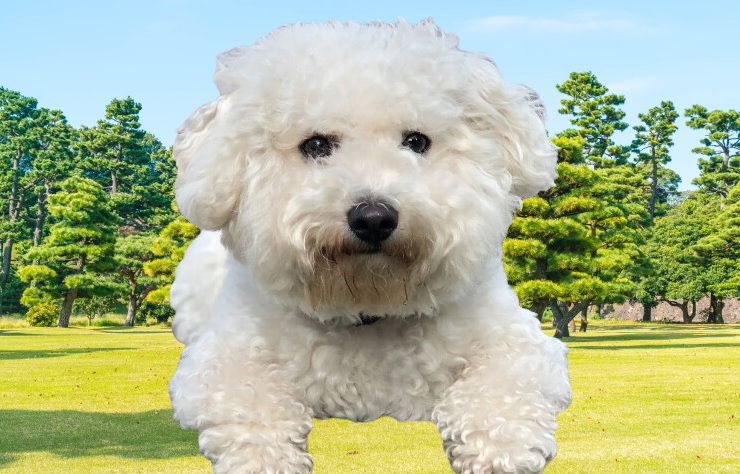 Raising a Bichon Frise Puppy: Training and Socialization Tips