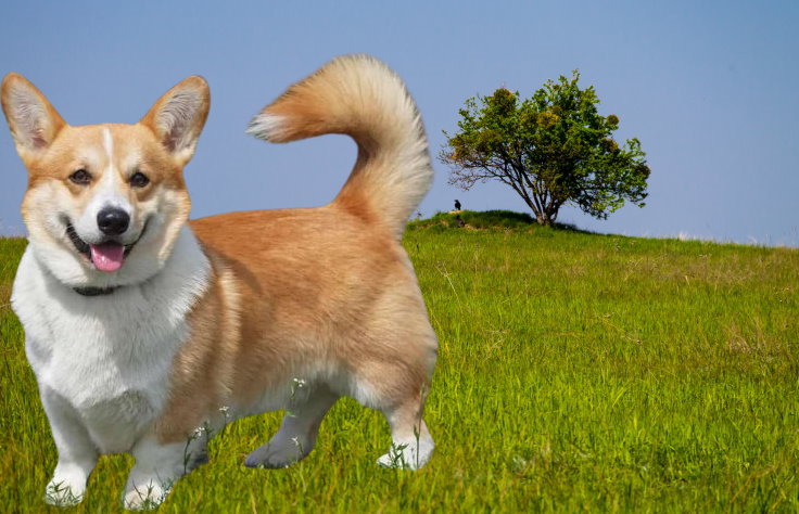 Responsible Corgi Ownership: What You Need to Know