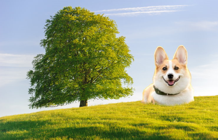 Corgi Rescue Organizations: How They Save and Rehome Corgis in Need