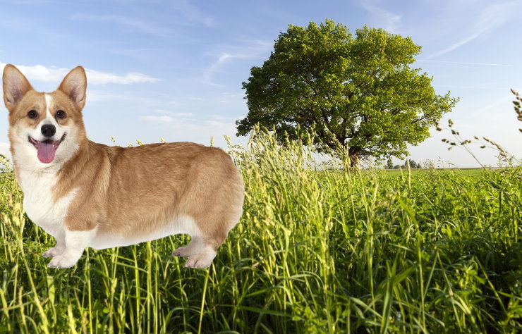 Separation Anxiety in Corgis: Causes and Solutions