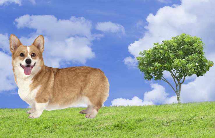 Noise Sensitivity in Corgis: Management and Training