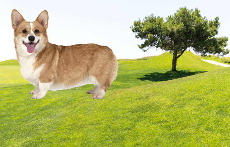 Apartment Living with a Corgi: Tips for Success