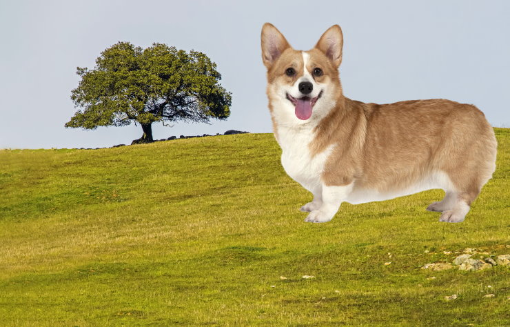 Training a Corgi for Obedience: Commands and Techniques