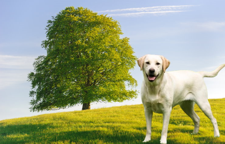 Senior Care for Labrador Retrievers: Meeting the Needs of Aging Dogs