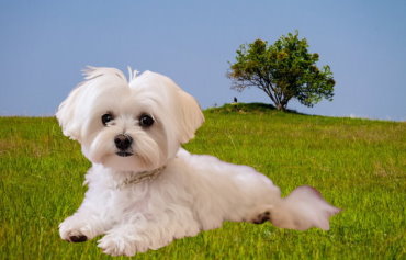 Maltese Rescue Organizations: Saving and Rehoming | A Guide to Supporting Rescued Dogs