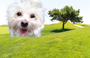 Complete Guide to Grooming a Maltese: Coat Care, Brushing, and More