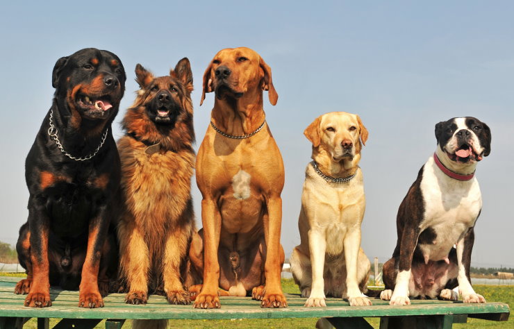 Understanding Your Dog’s Body Language in Training