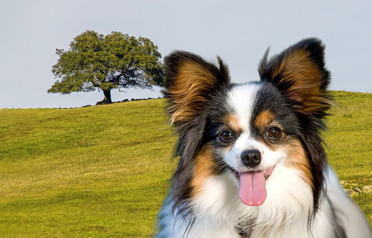 Papillon Exercise Needs: Tips and Activities for a Healthy and Active Companion