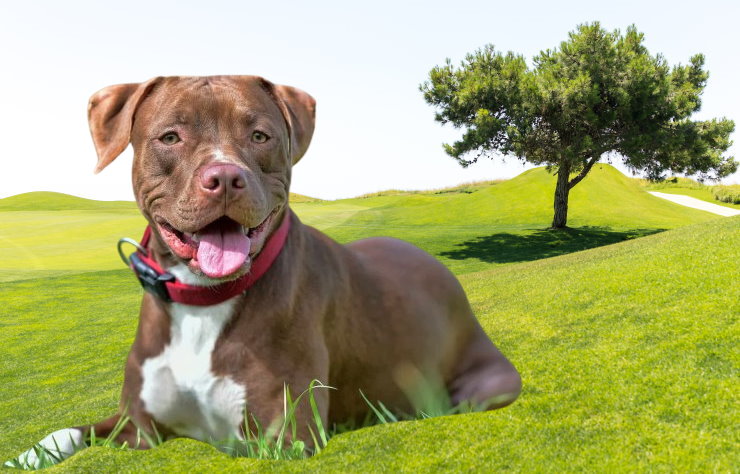 Exploring the Pros and Cons of Owning a Pit Bull Terrier