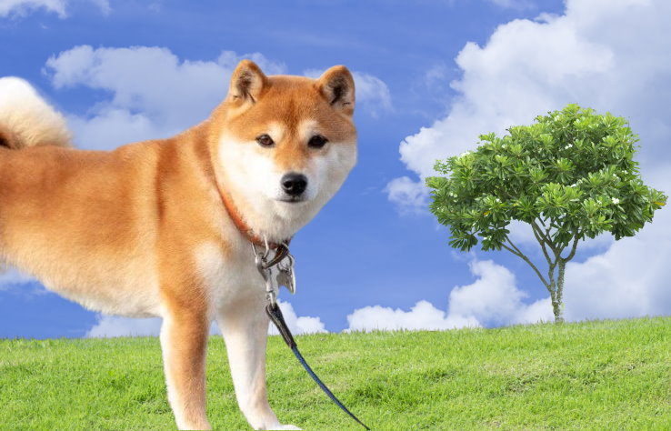 The Importance of Proper Training and Education for Shiba Inus