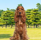 cockerspaniel_01
