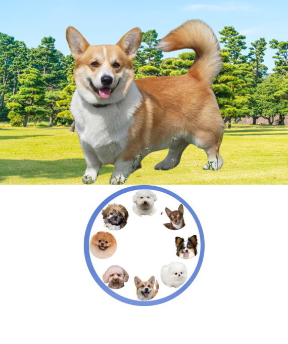 corgi_01