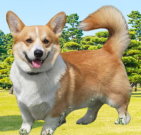corgi_01