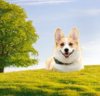 corgi_03