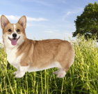 corgi_04