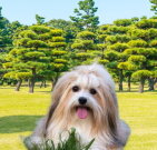 havanese_01