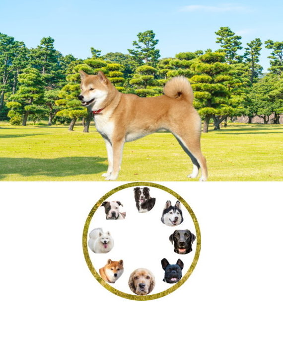shibainu_01