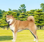 shibainu_01