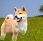 shibainu_02