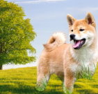 shibainu_03
