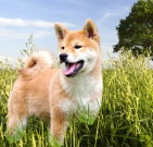 shibainu_04